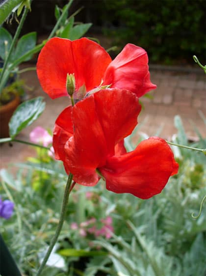 Lathyrus odoratus nana